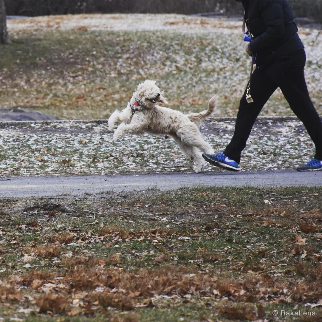 You never be alone when you walking with your lovable dog!
