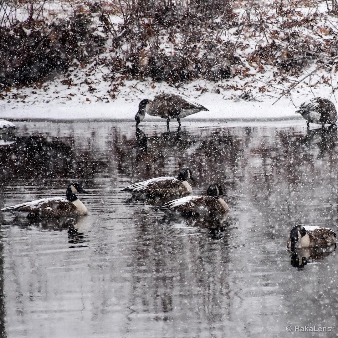Canada Goose Season!!