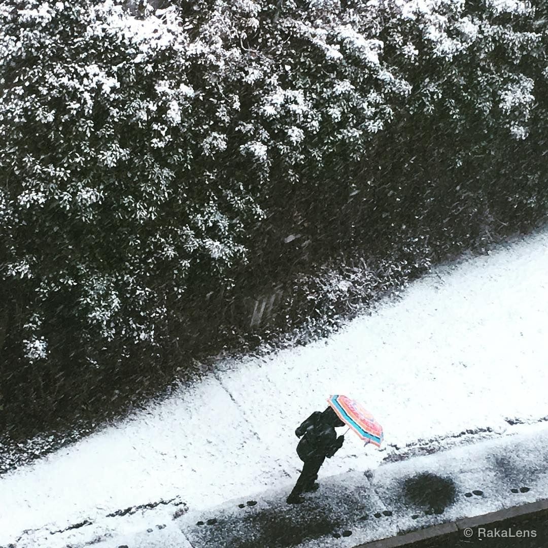 Mystery of Umbrellas 🌂!