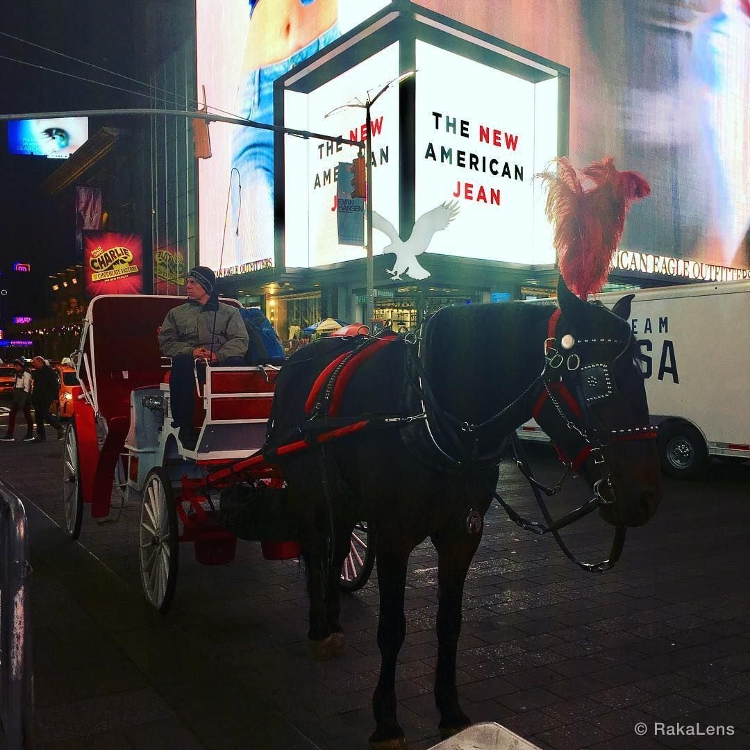 Horses never lie about love - Jana Harris.