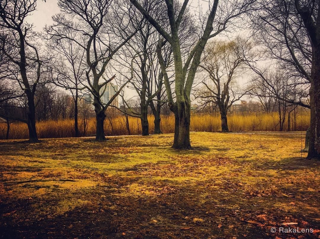 Winter Green ! .