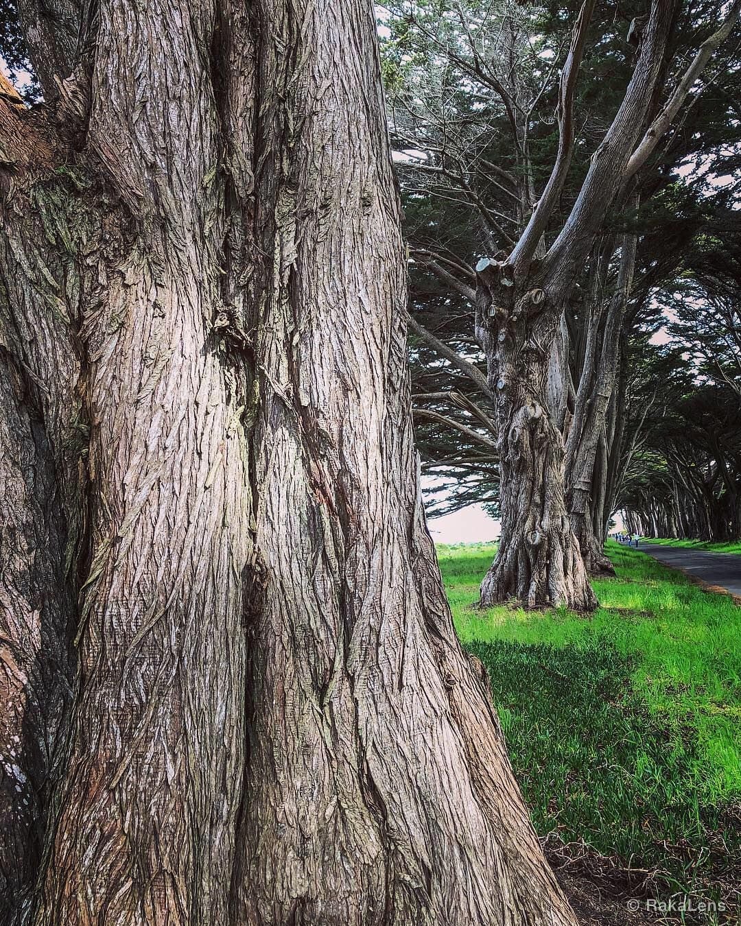 Tree 🌳 Tunnel !!!