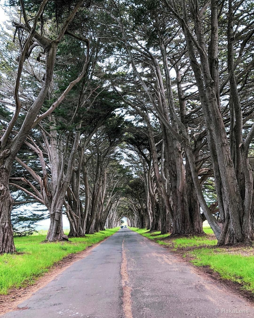 Tree 🌳 Tunnel !!!