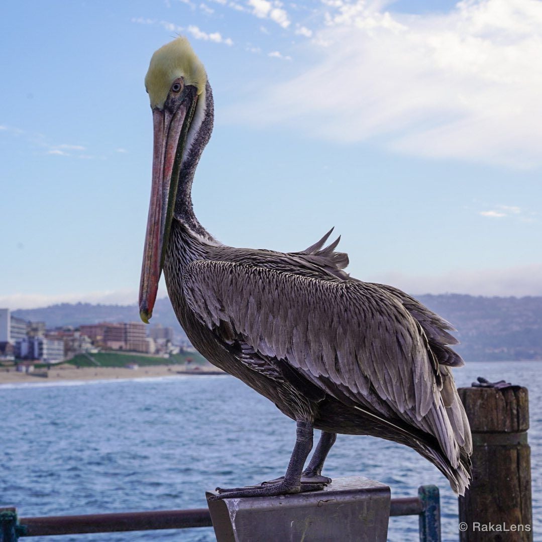 Redondo Pelicans!! .. ..