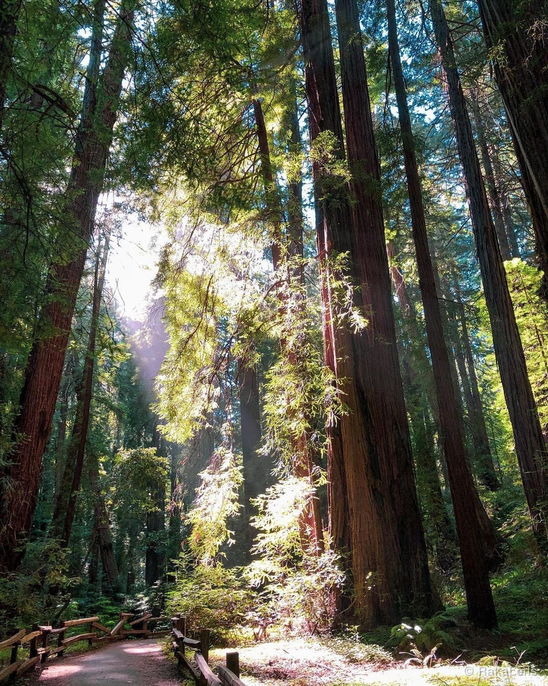 Woods and Lights!! .. ..