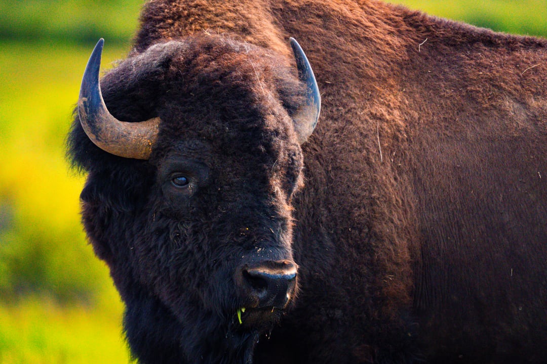 Yellowstone, 4 Aug 2022
