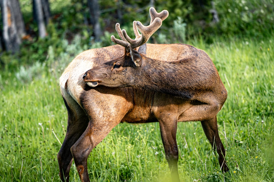 Yellowstone, 6 Aug 2022