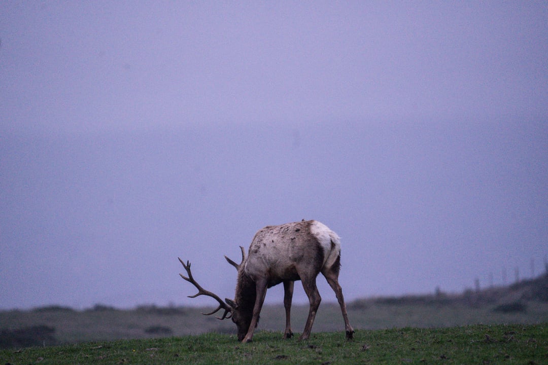 Point Reyes National Seashore, 26 Dec 2022