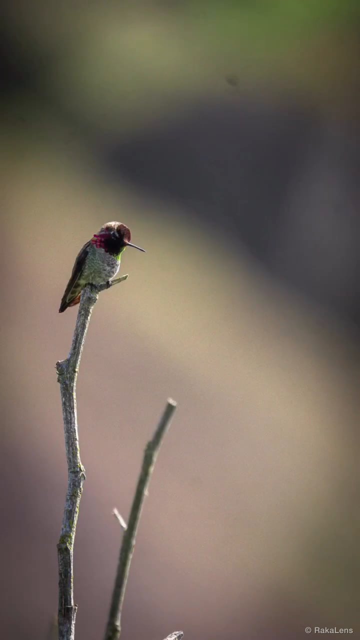 Can Hummingbirds change colors? Each movement changes the angle of the light…