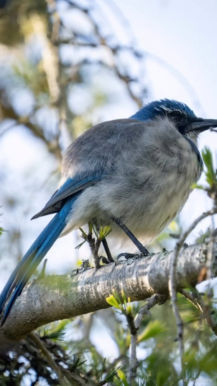 California Scrub Jay 🐦🐦🐦!!