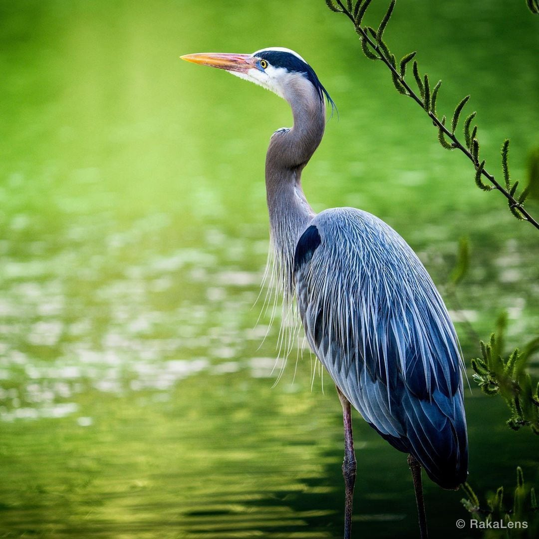 Great Blue Heron
