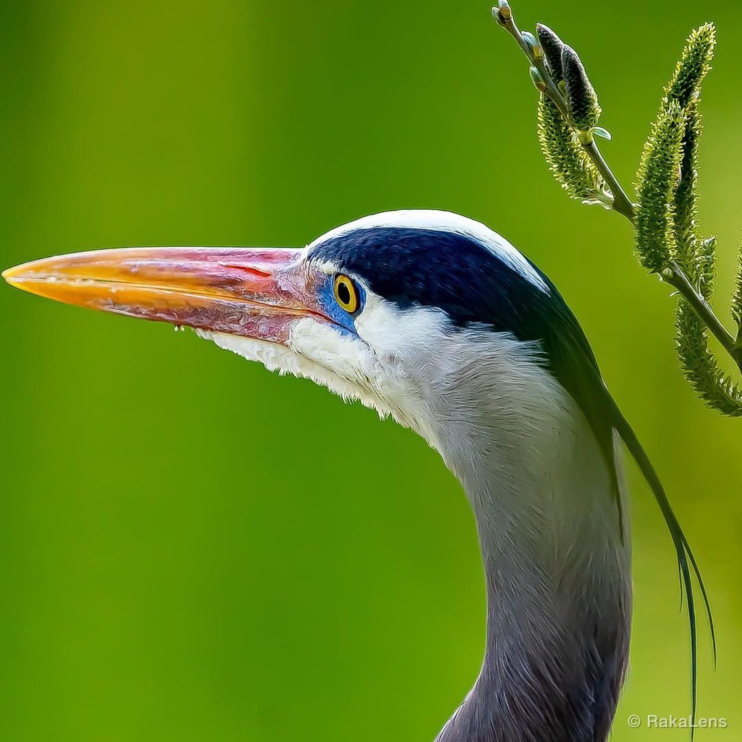 Great Blue Heron
