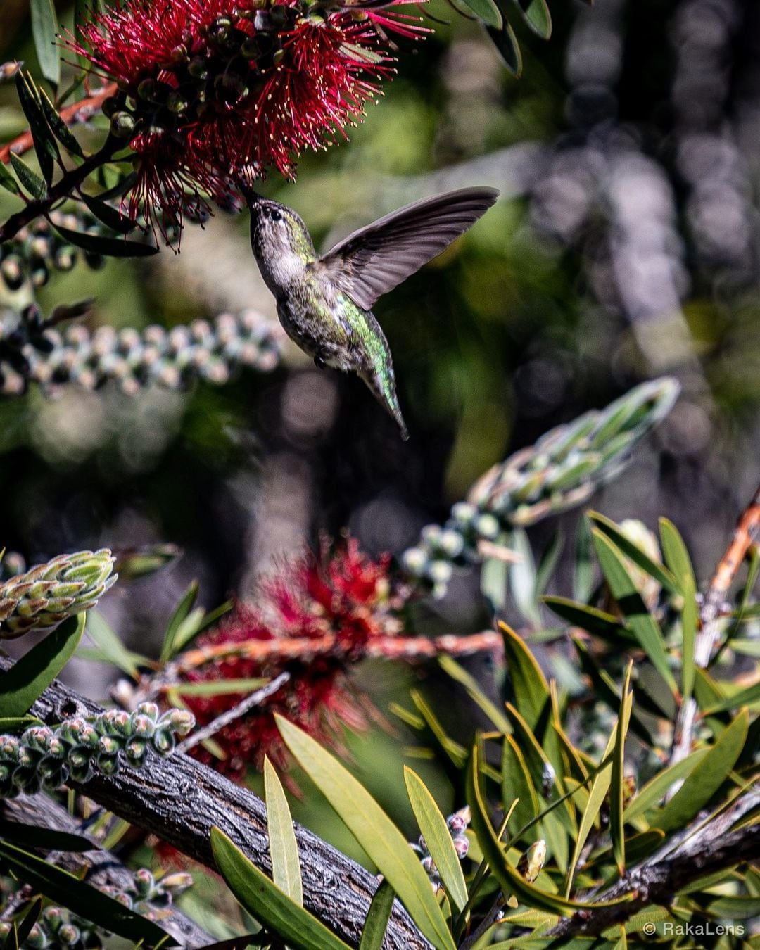 “Spread your wings, let your spirit soar.” – Anonymous