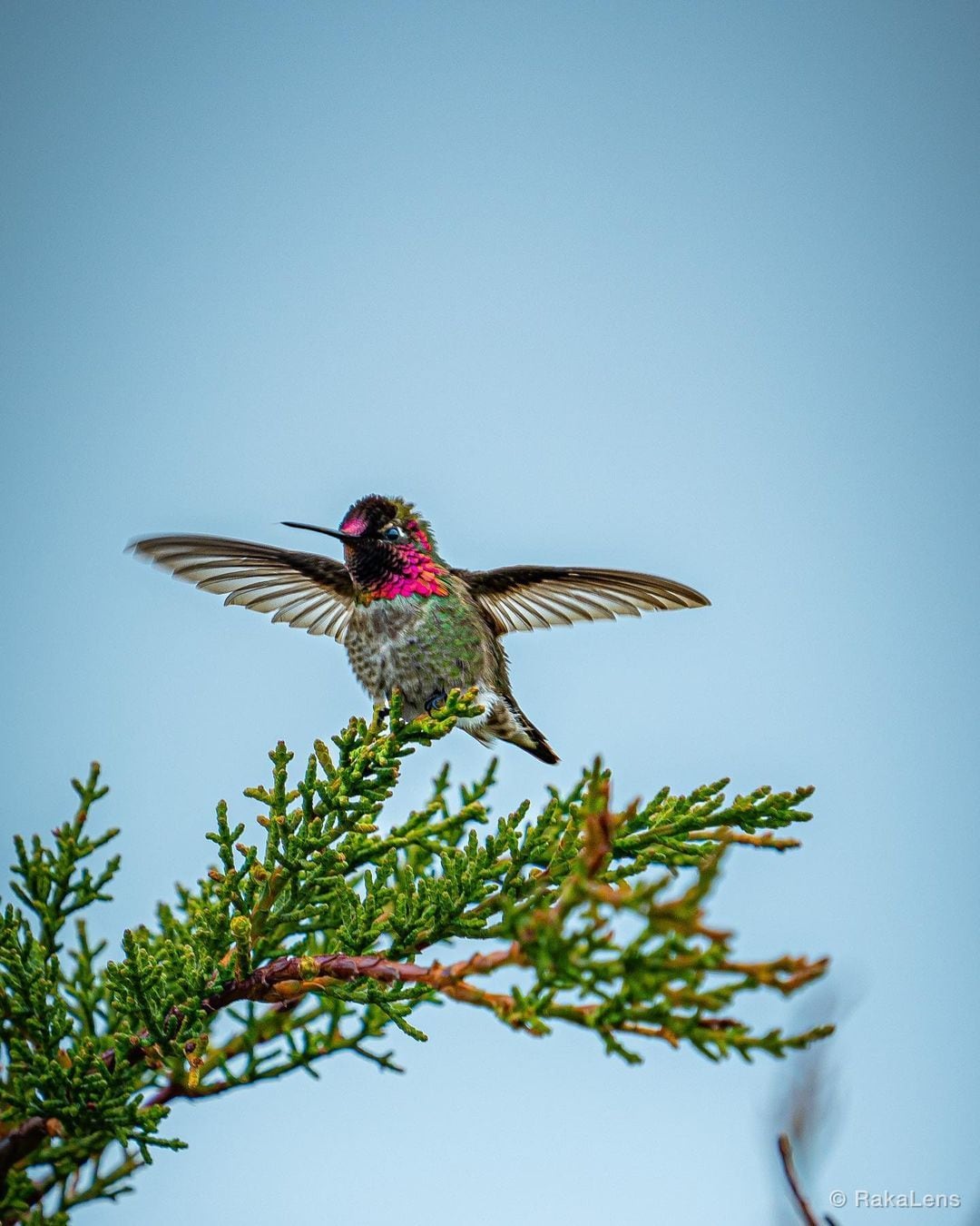 "Hummingbird—with brave wings she flies." -Unknown