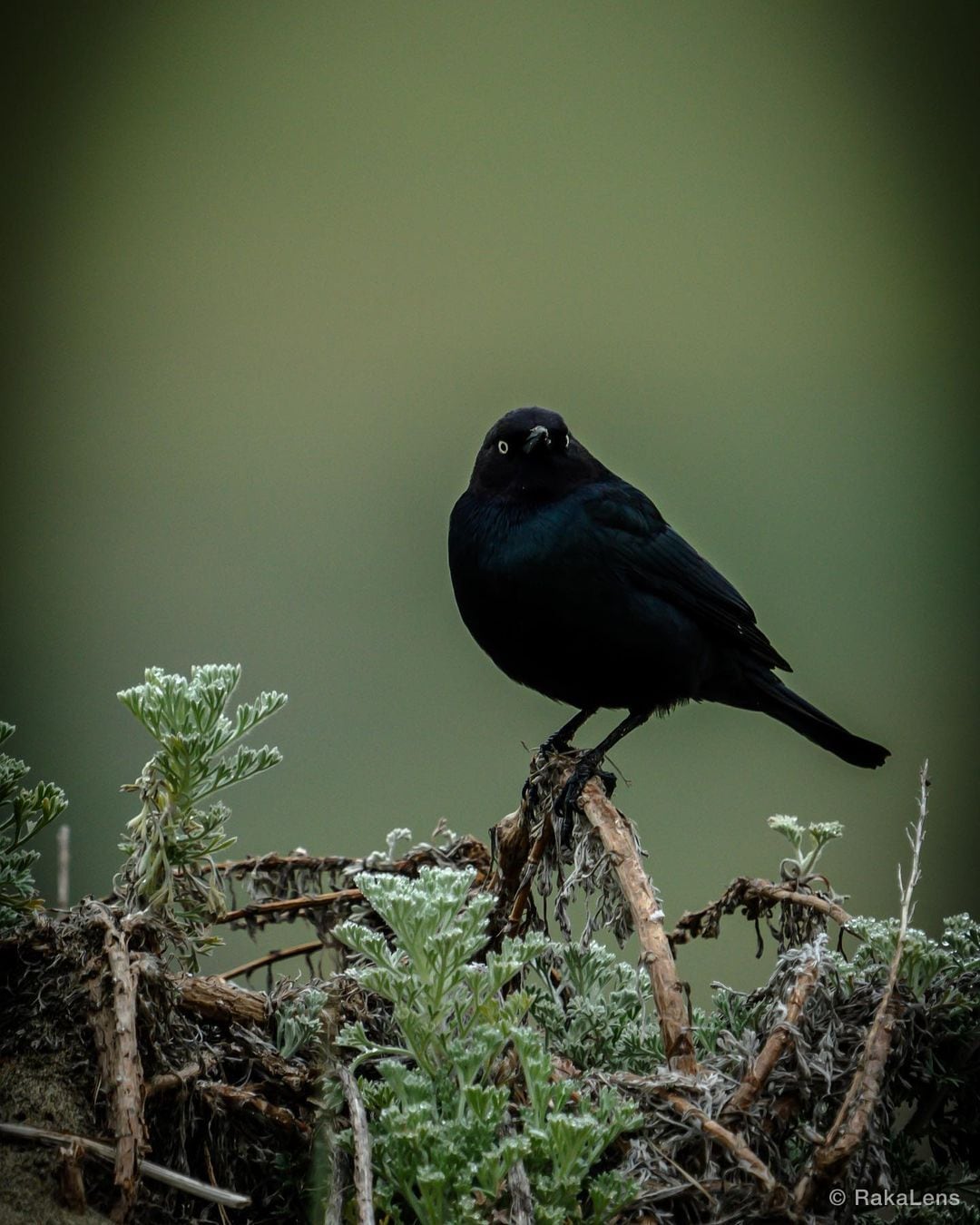 Brewers black bird is a glossy, almost liquid combination of black, midnight…