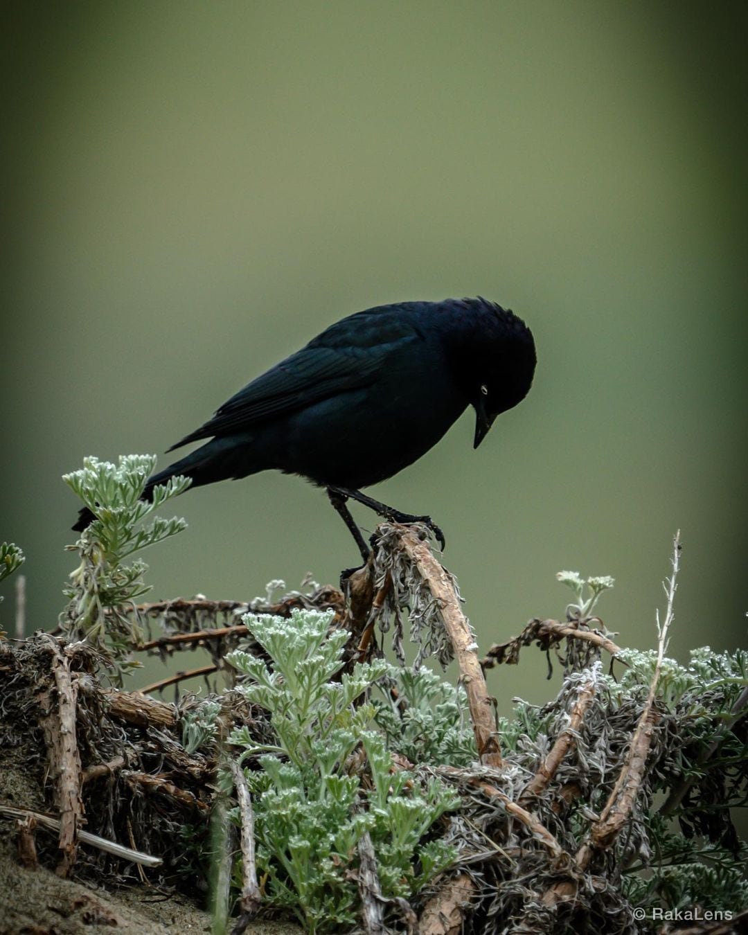 Brewers black bird is a glossy, almost liquid combination of black, midnight…