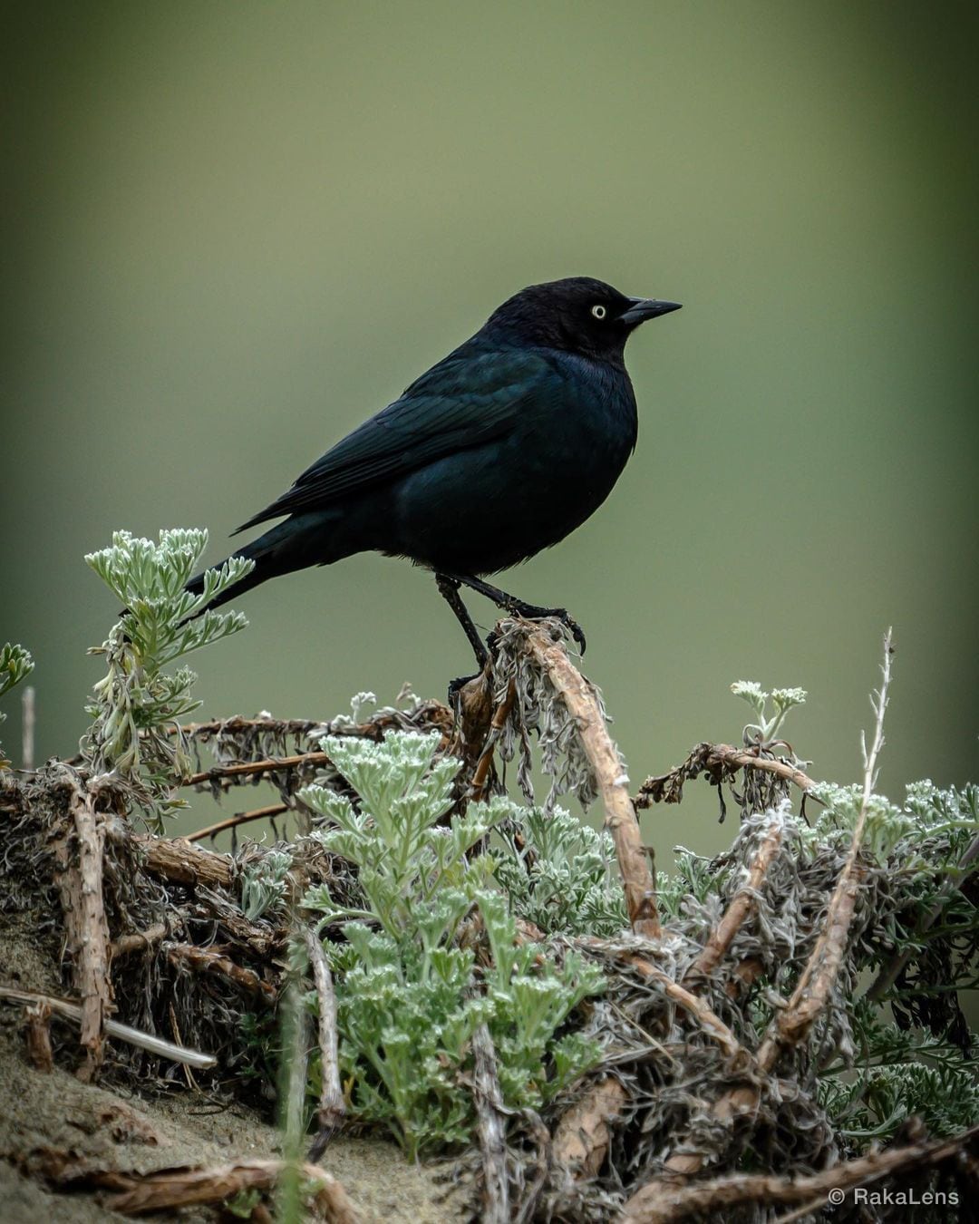 Brewers black bird is a glossy, almost liquid combination of black, midnight…
