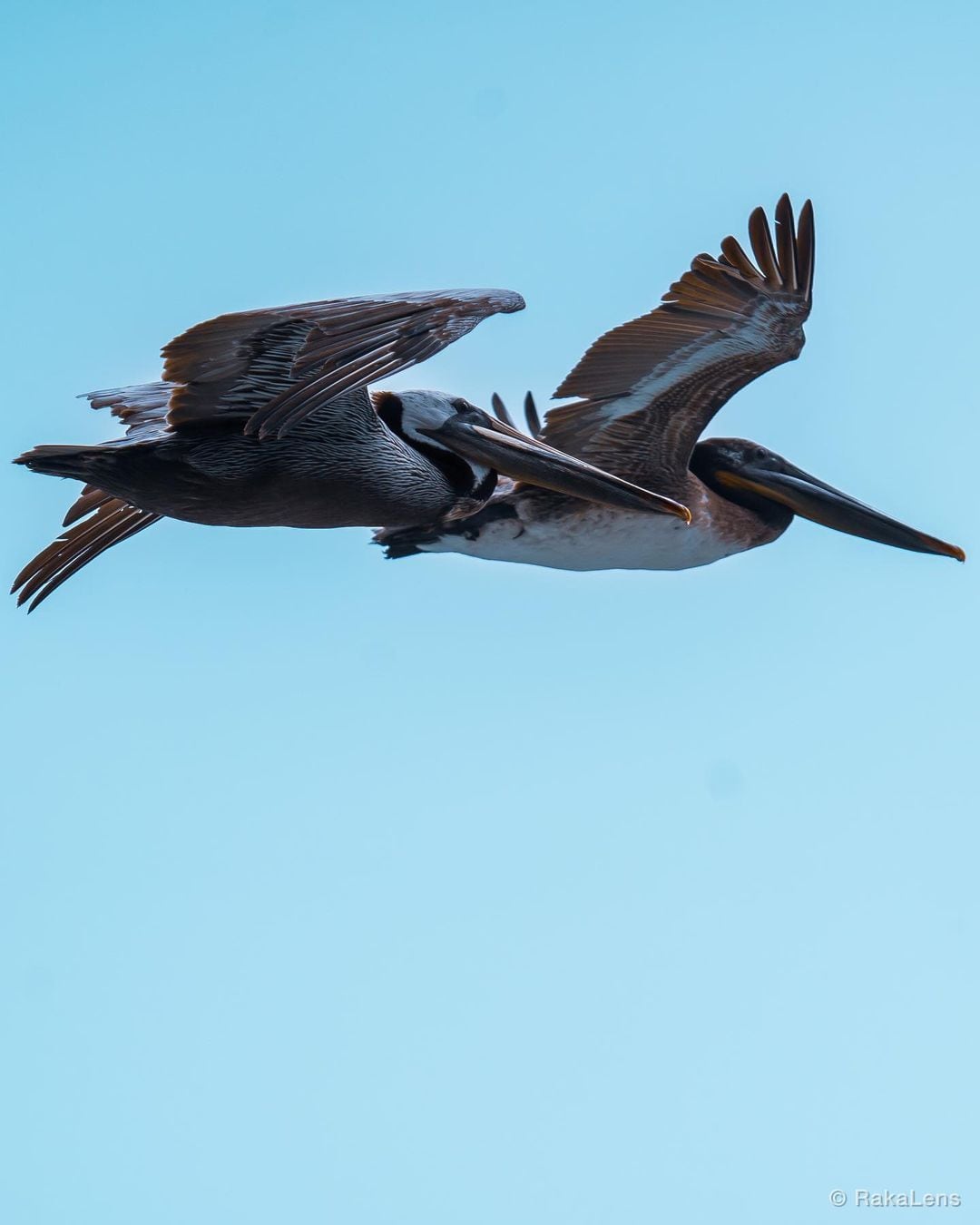 Brown Pelican!