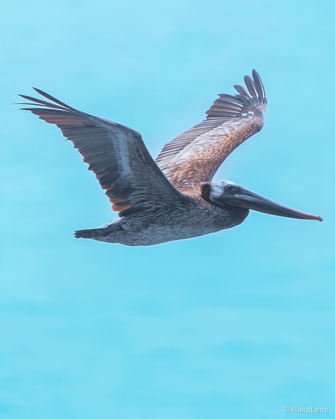 Brown Pelican!