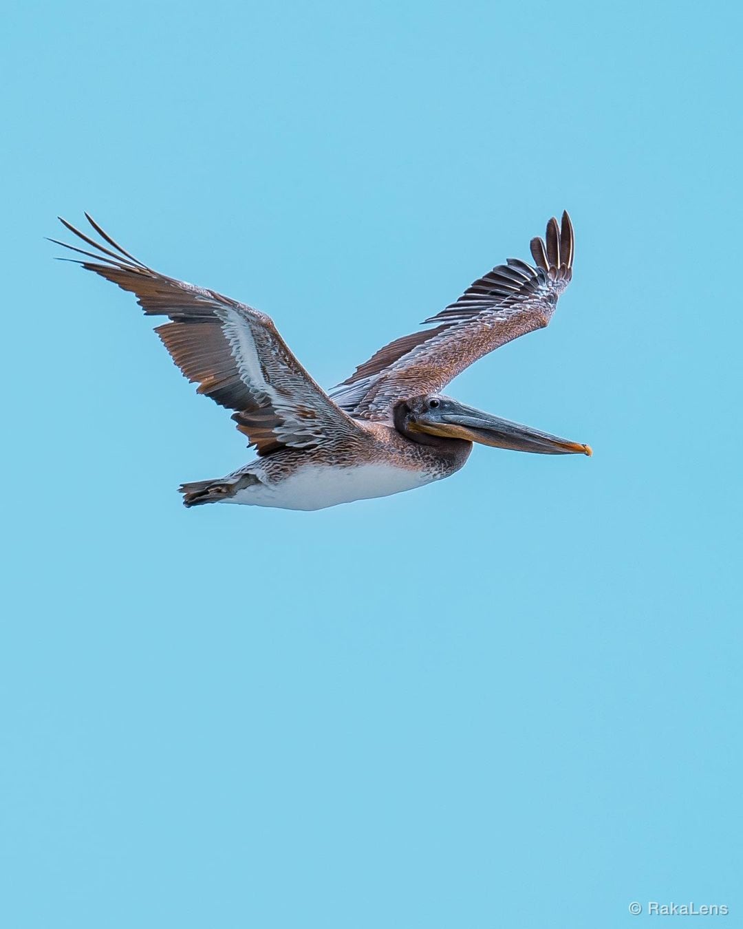 Brown Pelican!