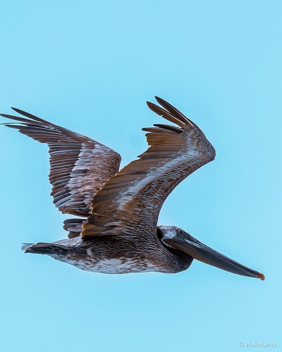 Brown Pelican!