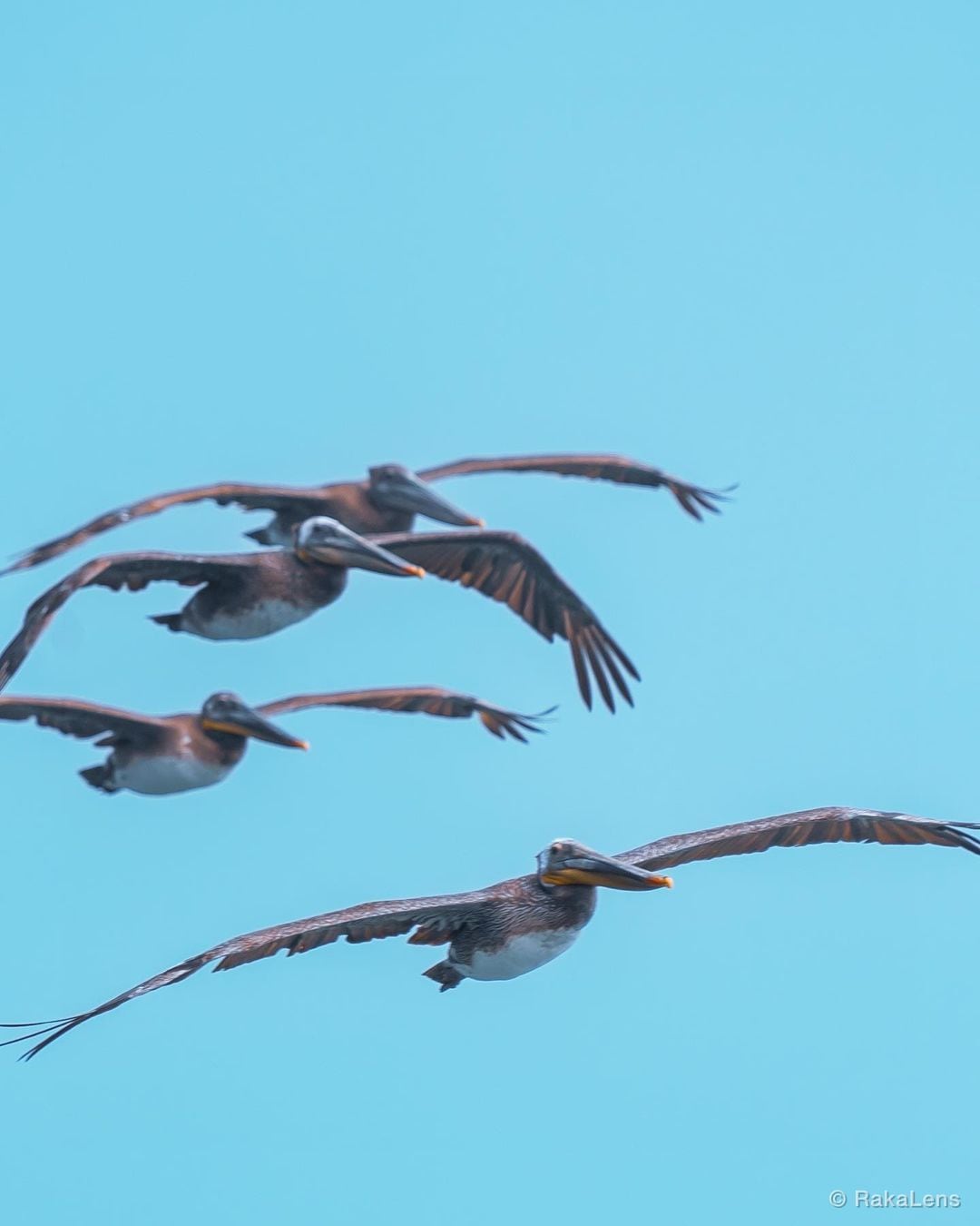 Brown Pelican!
