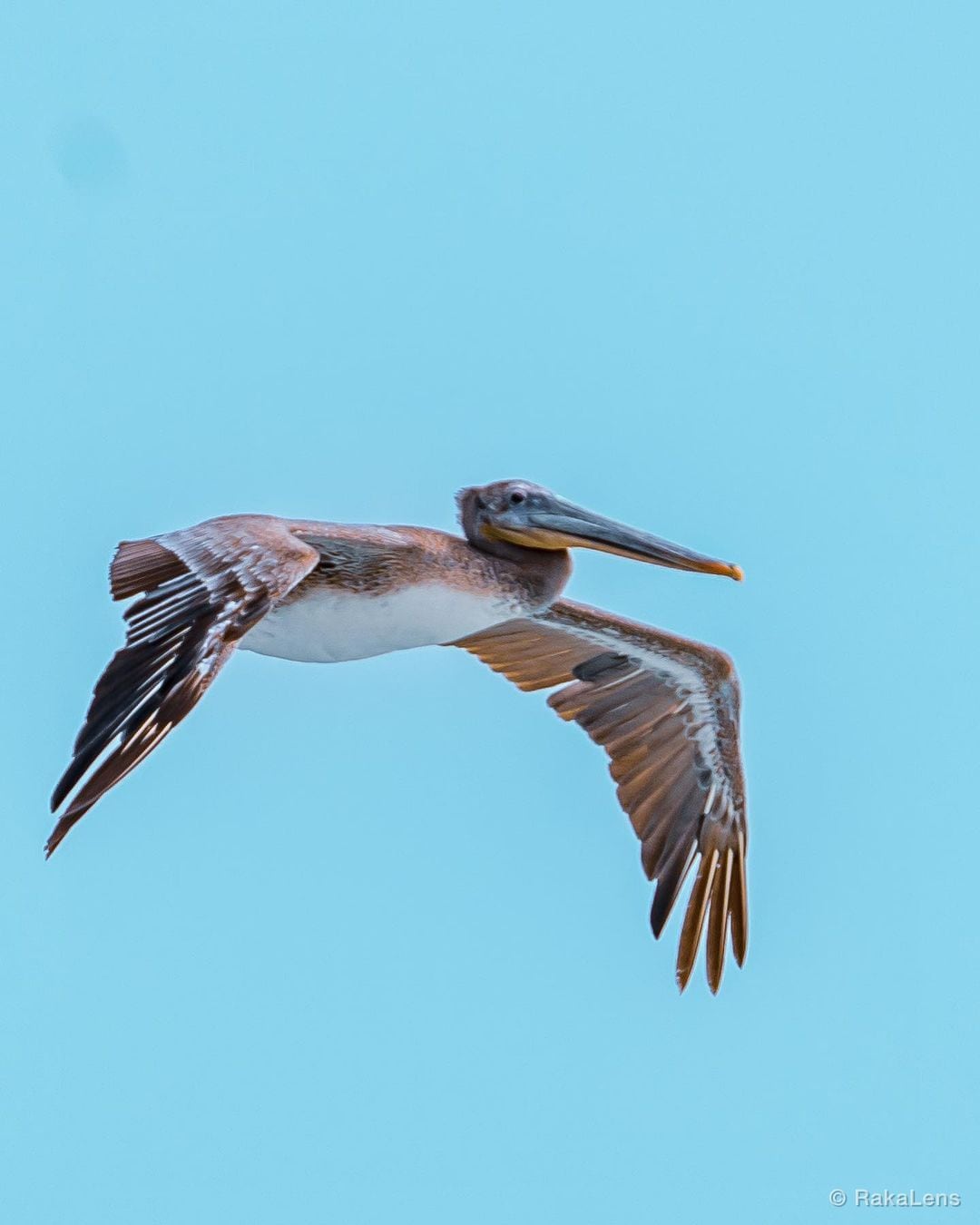 Brown Pelican!