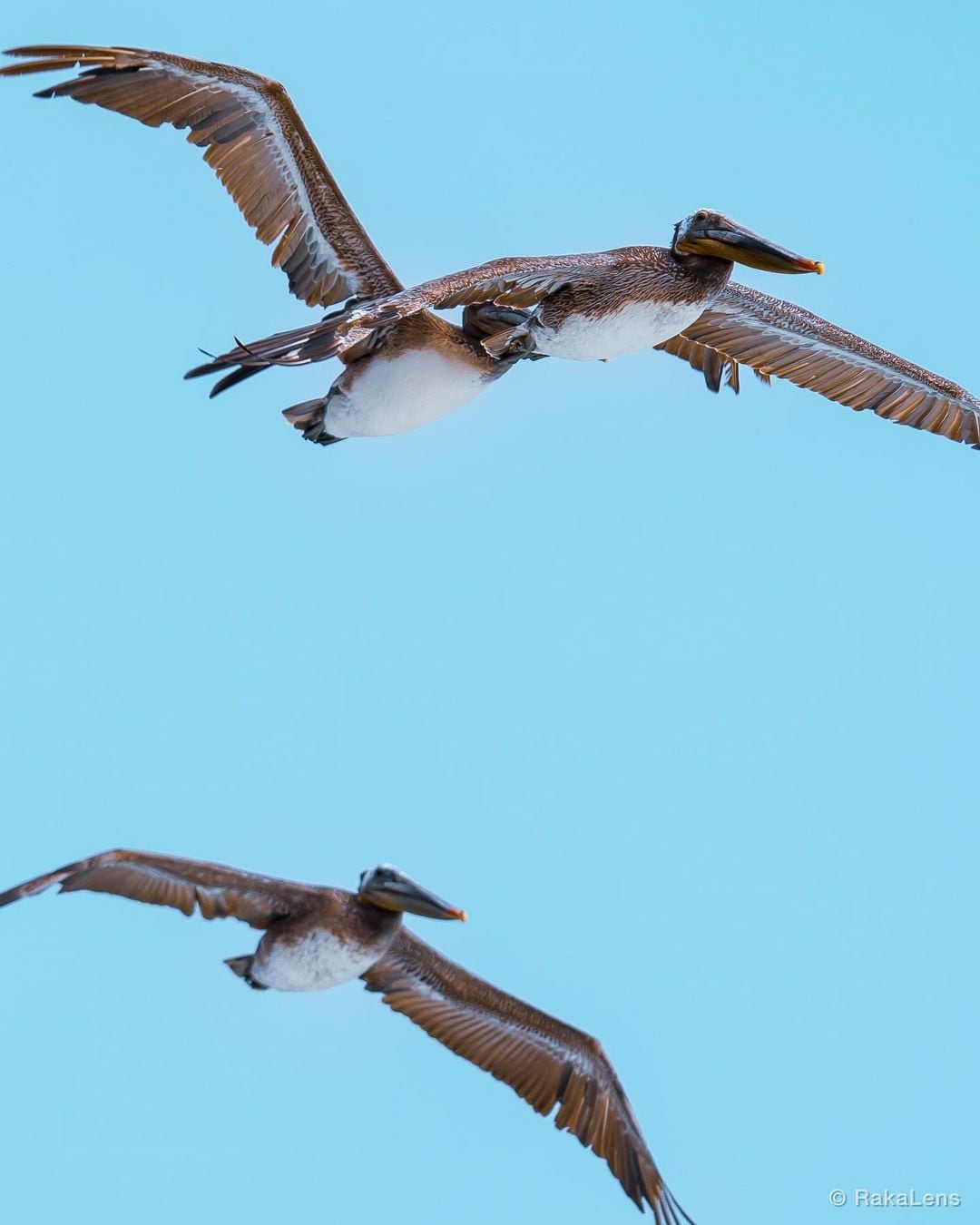 Brown Pelican!
