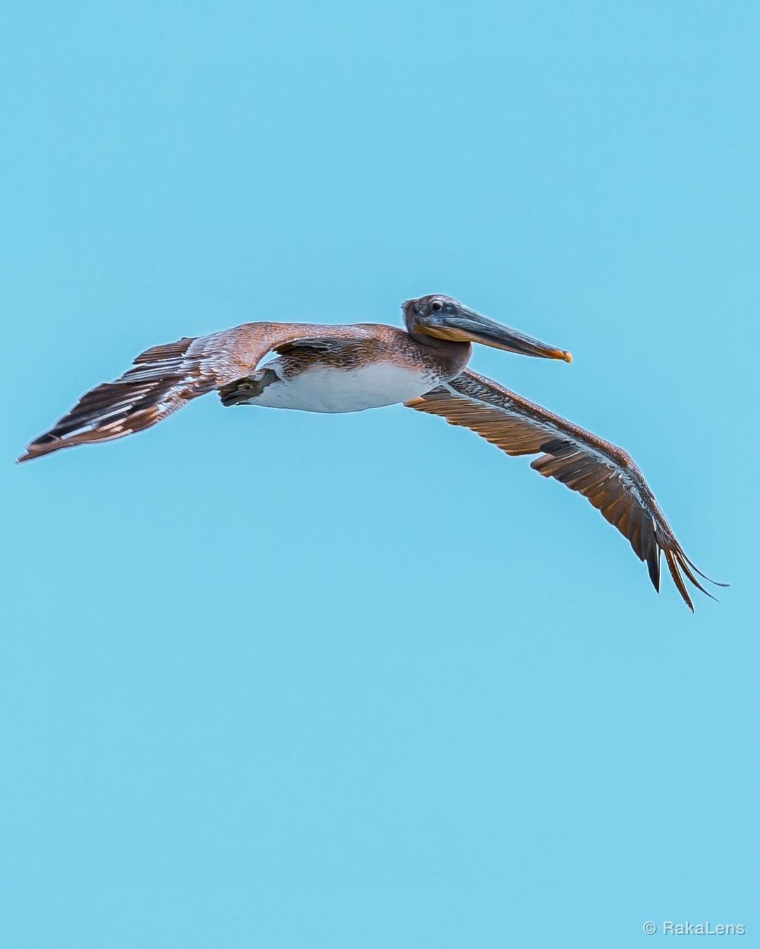 Brown Pelican!