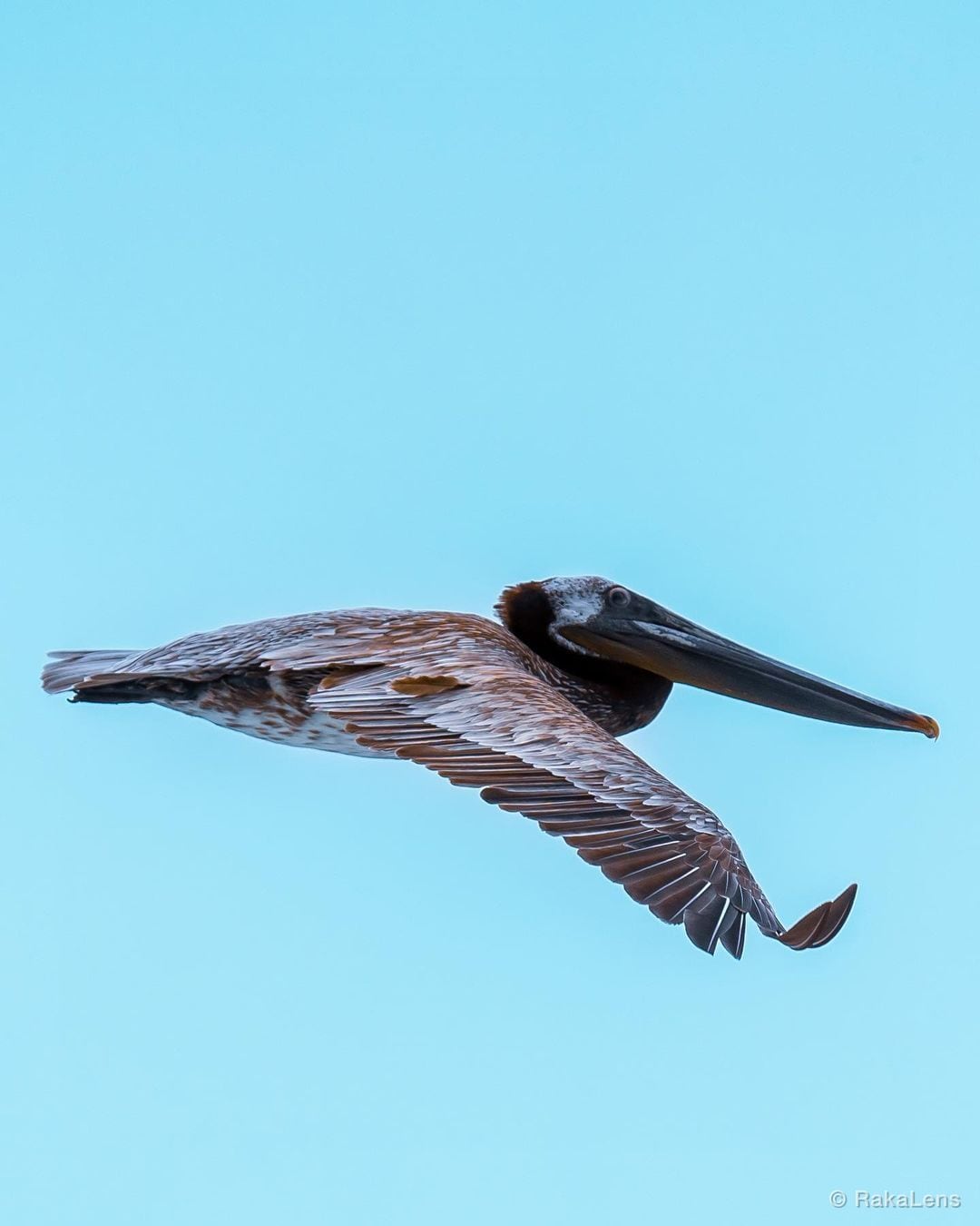 Brown Pelican!
