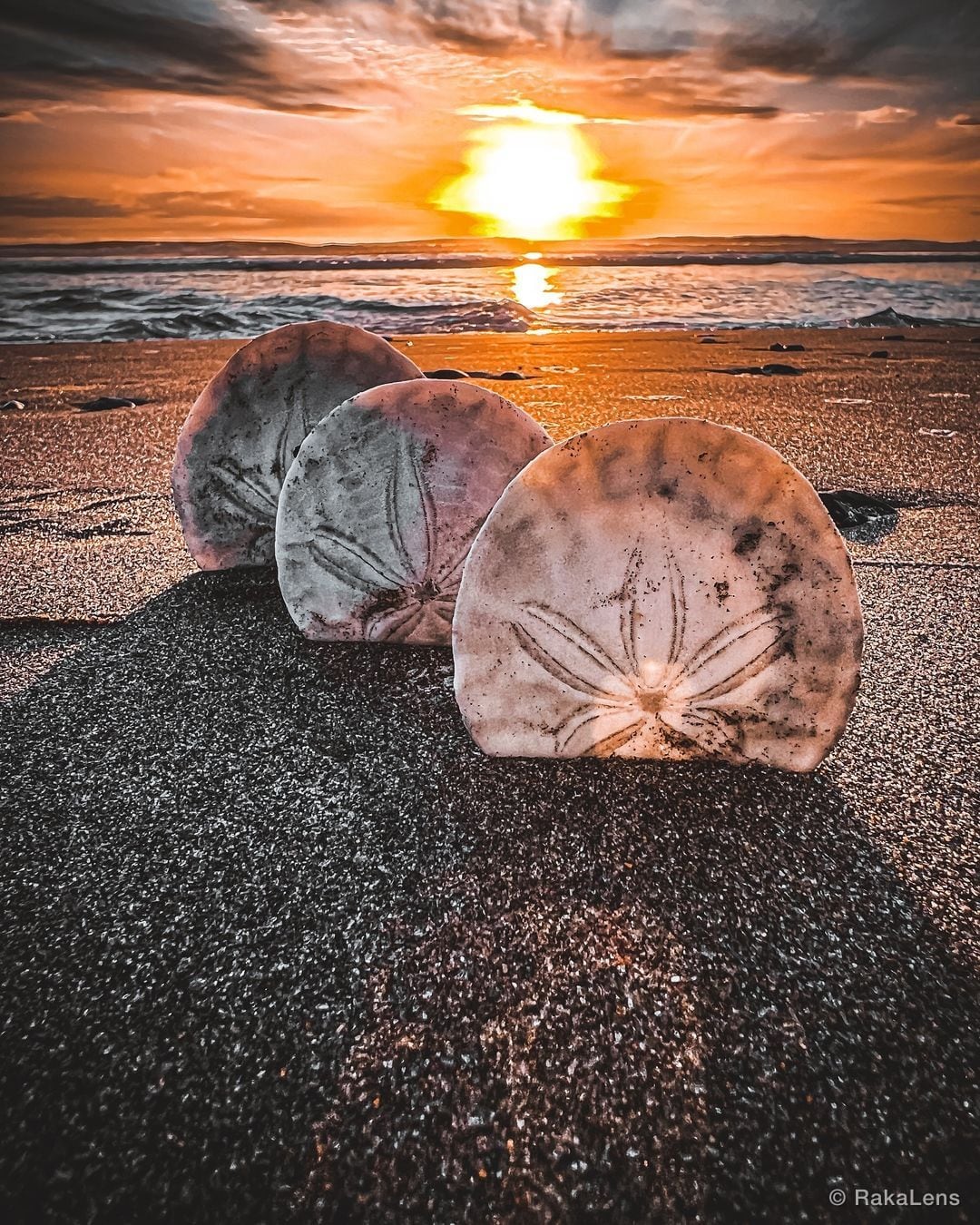 “Lost in the rhythm of the waves, I found a sand dollar, a reminder of life’s…