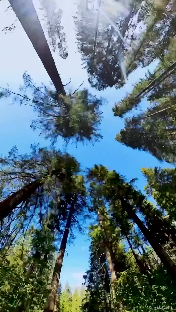 Breathtaking views and towering trees – Yosemite’s magic never ceases to…