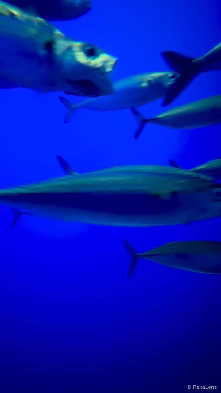 Mysterious beauty of the deep sea!!