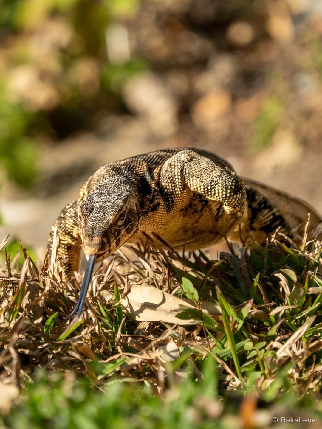 Digging through old shots and found this gem. Water monitor, Thailand. Some…