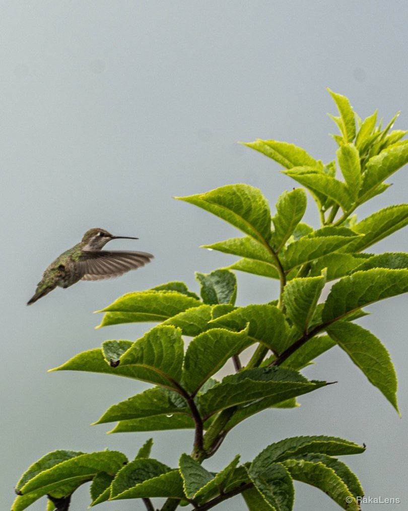 Nature’s tiny acro!!