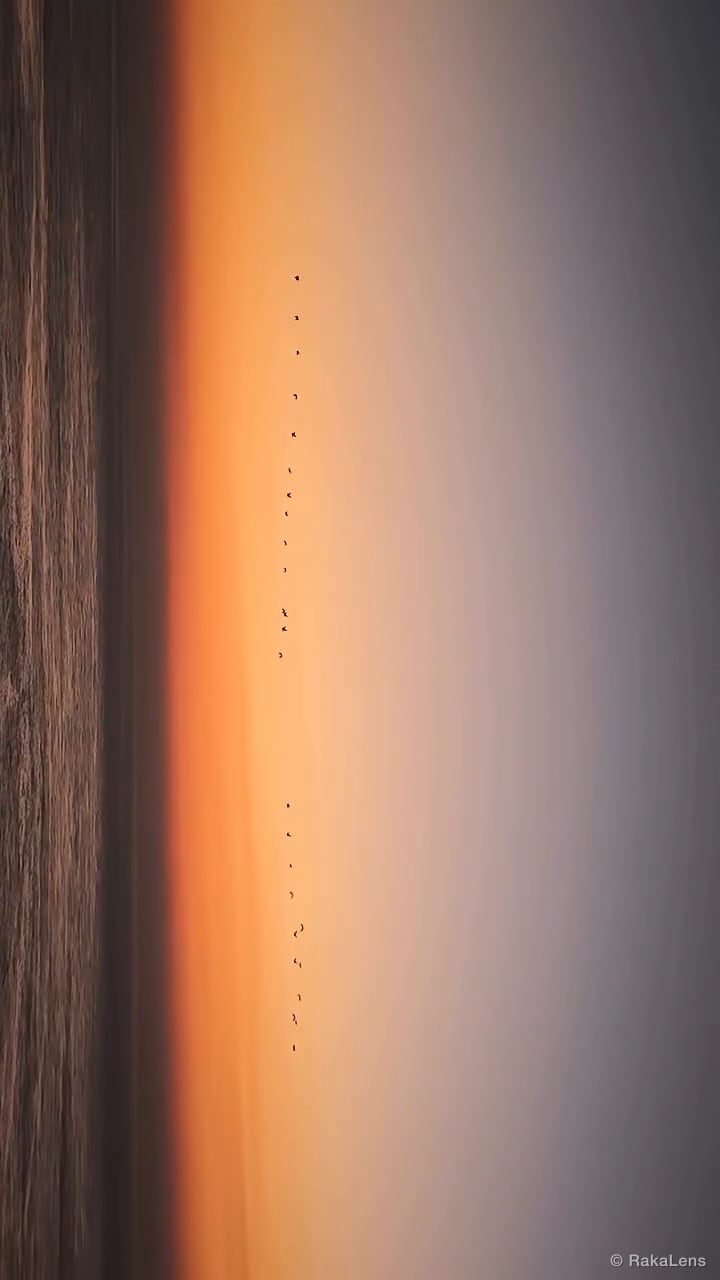 Pelicans over a blazing sunset !! 🐦🐦🌅
