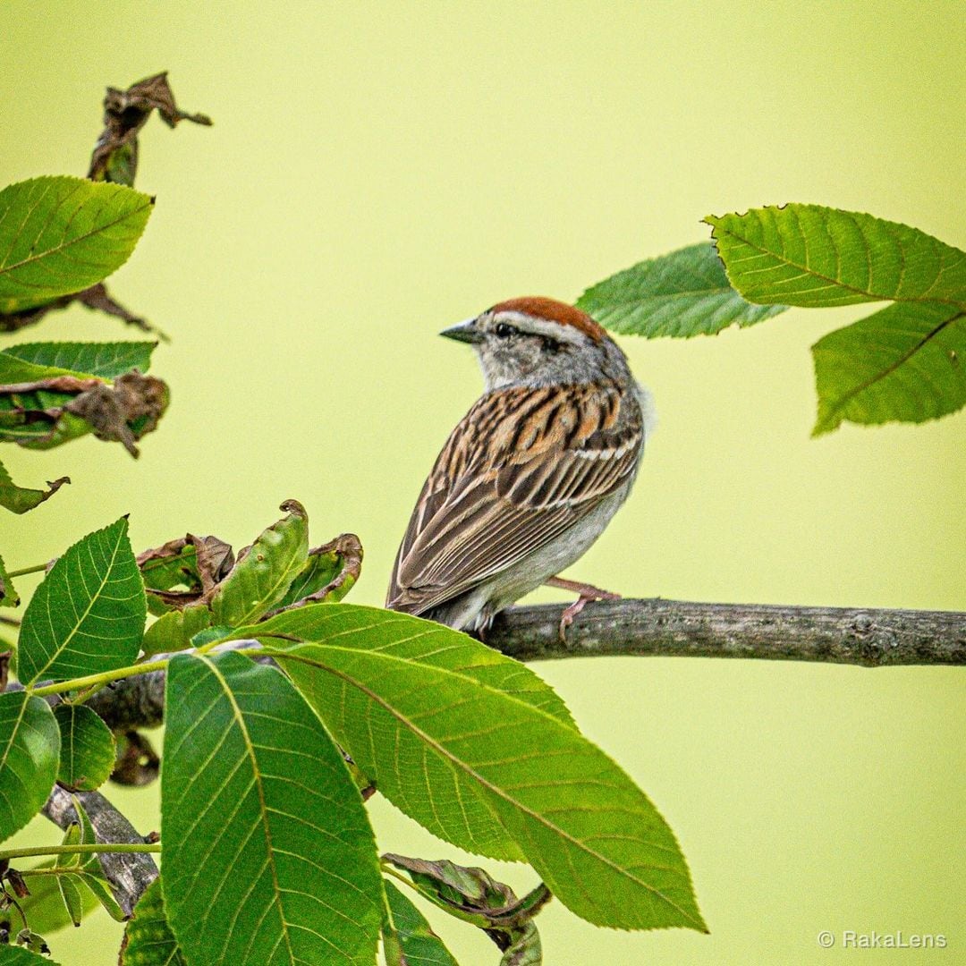 Chipping sparrow holding court at World’s End. 🍃