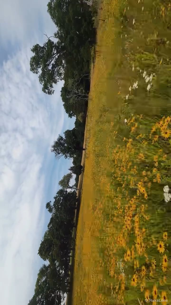 Rudbeckia from the sky 🌻